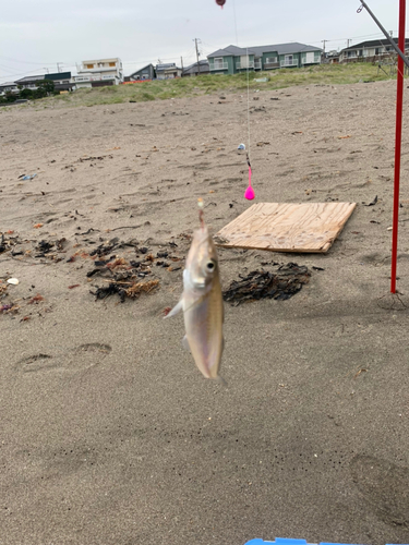 シロギスの釣果