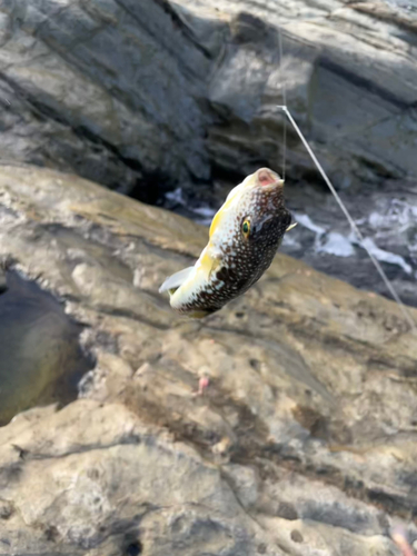 コモンフグの釣果