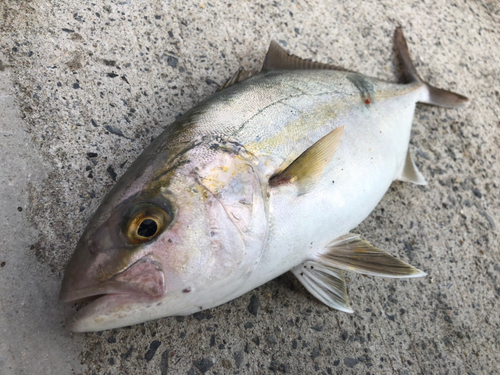 ショゴの釣果