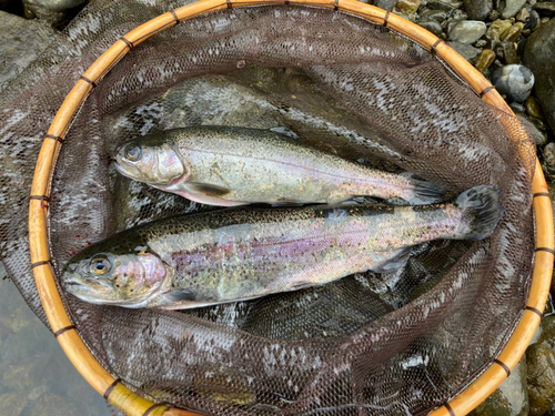 ニジマスの釣果