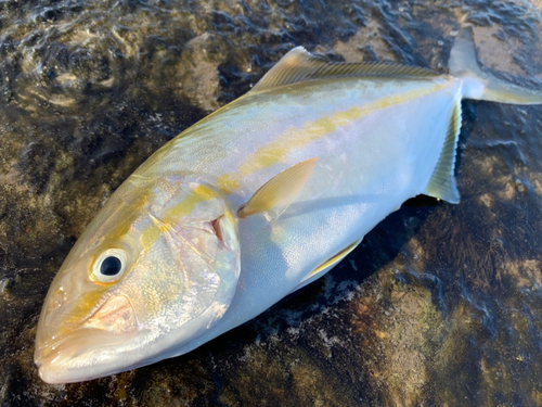 カンパチの釣果