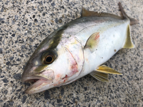 ショゴの釣果