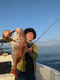 マダイの釣果