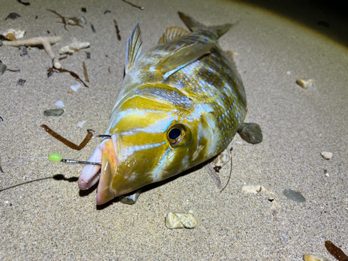 ハマフエフキの釣果