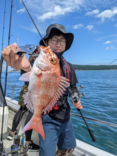 マダイの釣果