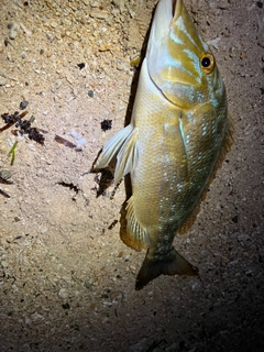 ハマフエフキの釣果