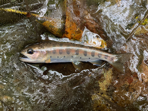 ヤマメの釣果