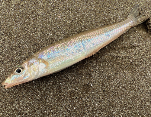 シロギスの釣果