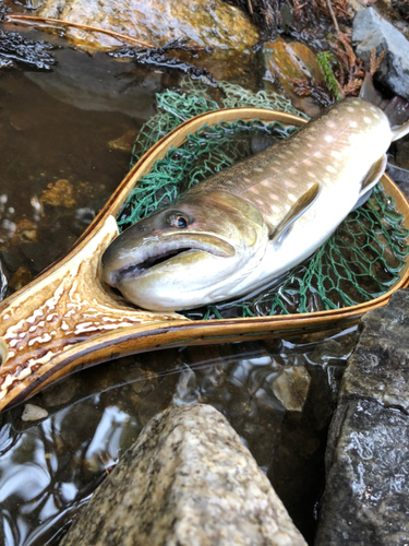 アメマスの釣果