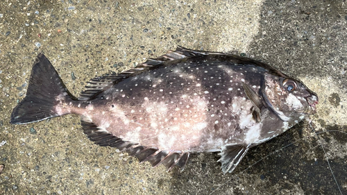 アイゴの釣果