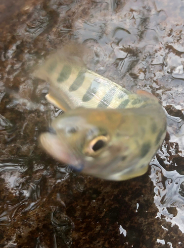 ヤマメの釣果