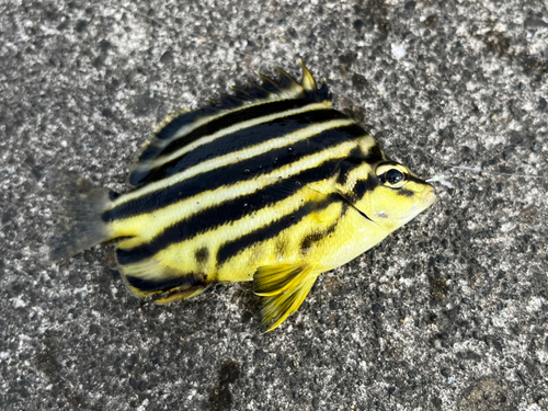 カゴカキダイの釣果