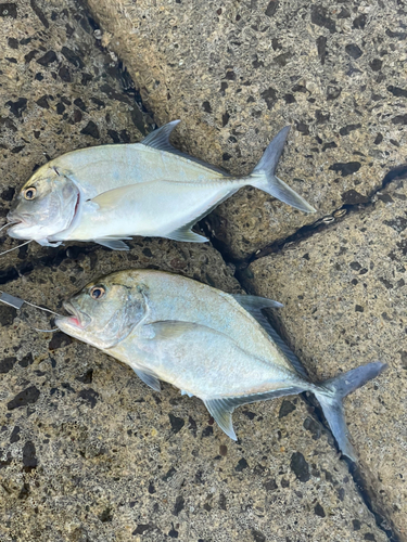 ロウニンアジの釣果