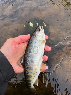 ヤマメの釣果