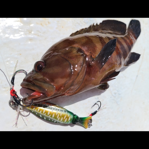 ヤミハタの釣果