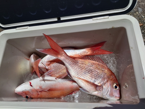 マダイの釣果