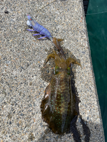 アオリイカの釣果