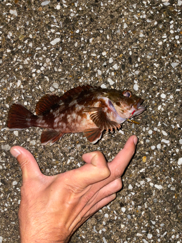 カサゴの釣果