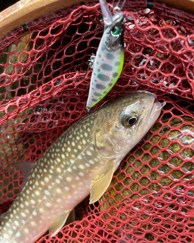 イワナの釣果