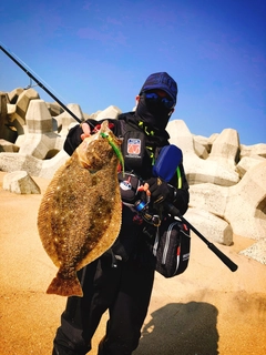 ヒラメの釣果