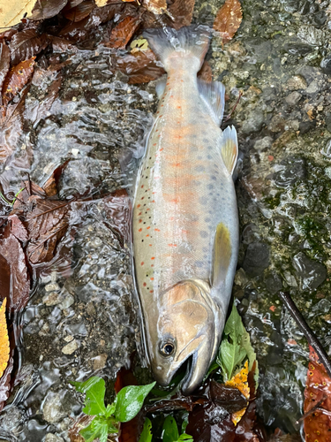 アマゴの釣果