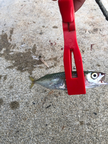 サバの釣果