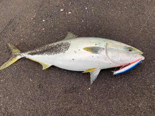 オオモンハタの釣果