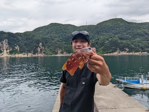 アカハタの釣果