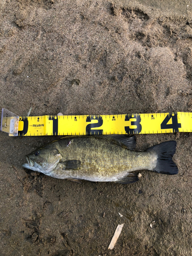 スモールマウスバスの釣果