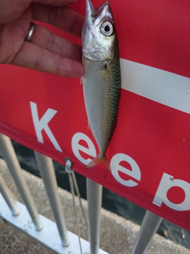 マサバの釣果