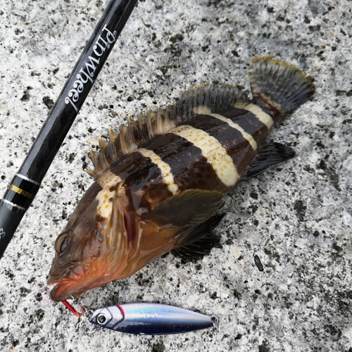 アオハタの釣果