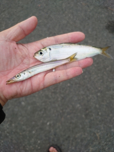 カマスの釣果