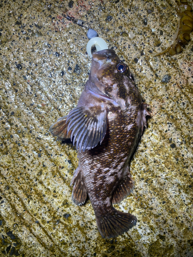 ムラソイの釣果