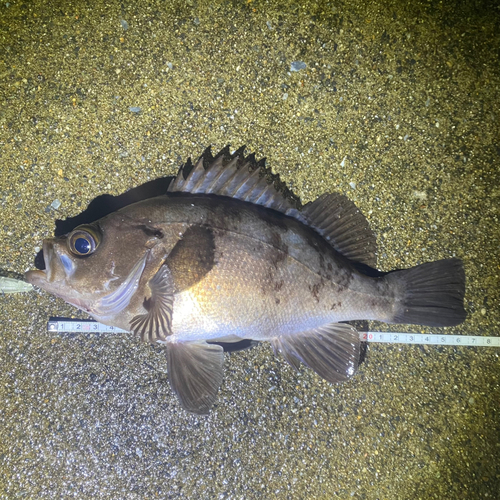 メバルの釣果