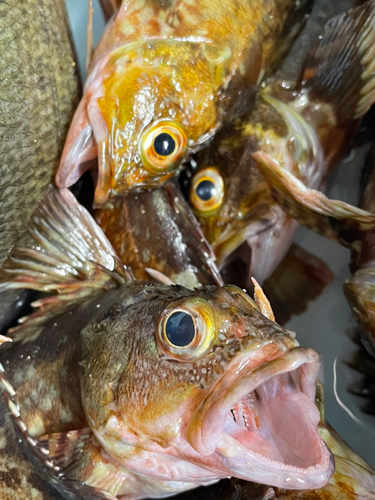 カサゴの釣果