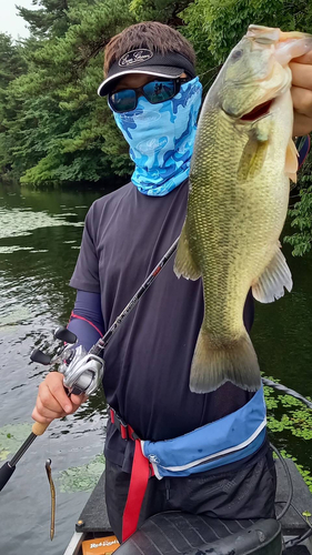 ブラックバスの釣果