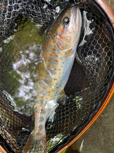 アマゴの釣果