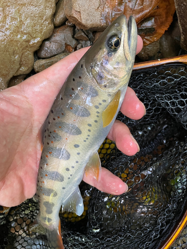 アマゴの釣果