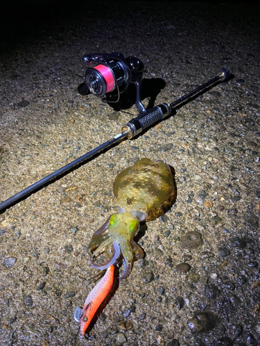 アオリイカの釣果