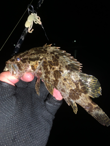 タケノコメバルの釣果