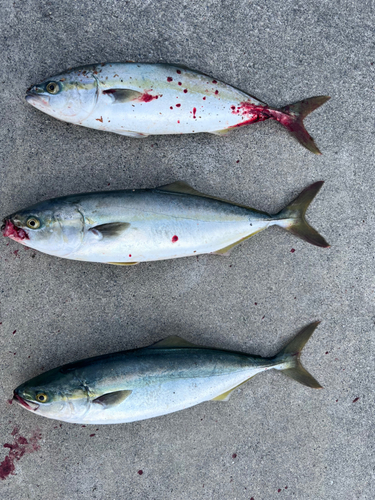 ワカシの釣果