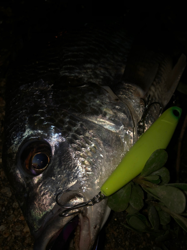 キビレの釣果