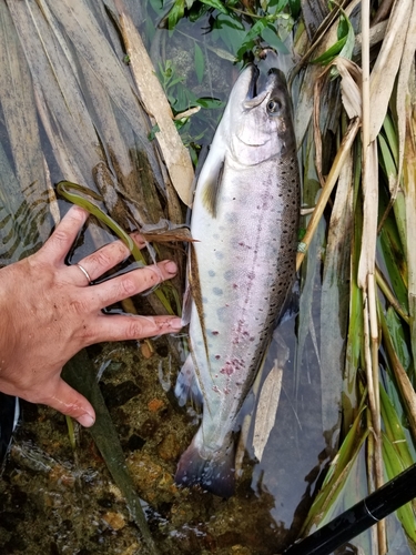 ヤマメの釣果