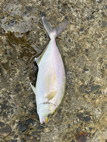 ショゴの釣果