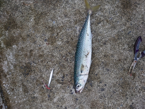 サバの釣果