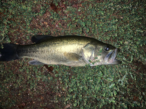 ラージマウスバスの釣果