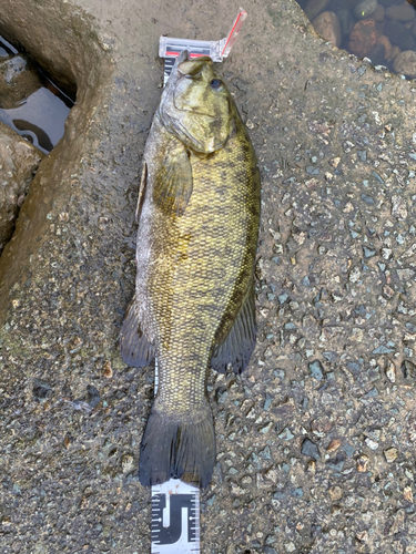 スモールマウスバスの釣果