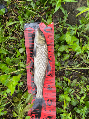 ニゴイの釣果