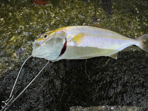 ショッコの釣果