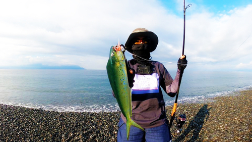 シイラの釣果